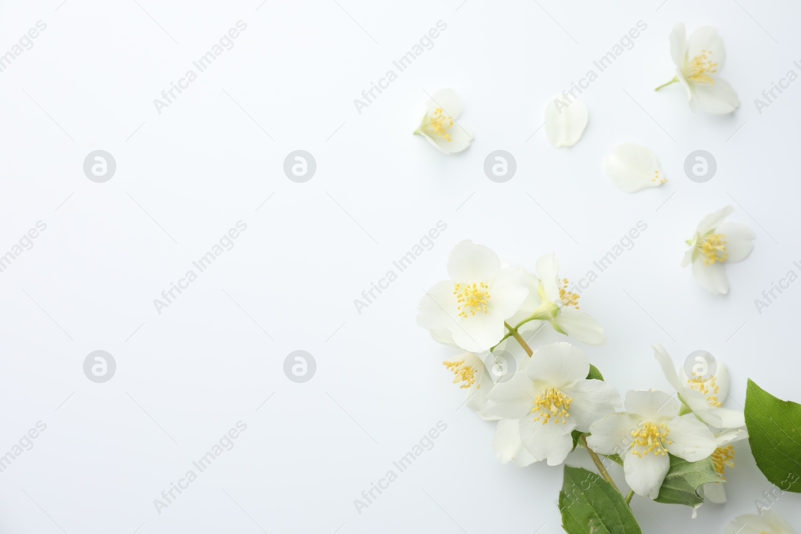 Beautiful jasmine flowers and green leaves on white background, flat lay. Space for text Photo of Beautiful jasmine flowers and green leaves on white background, flat lay. Space for text
