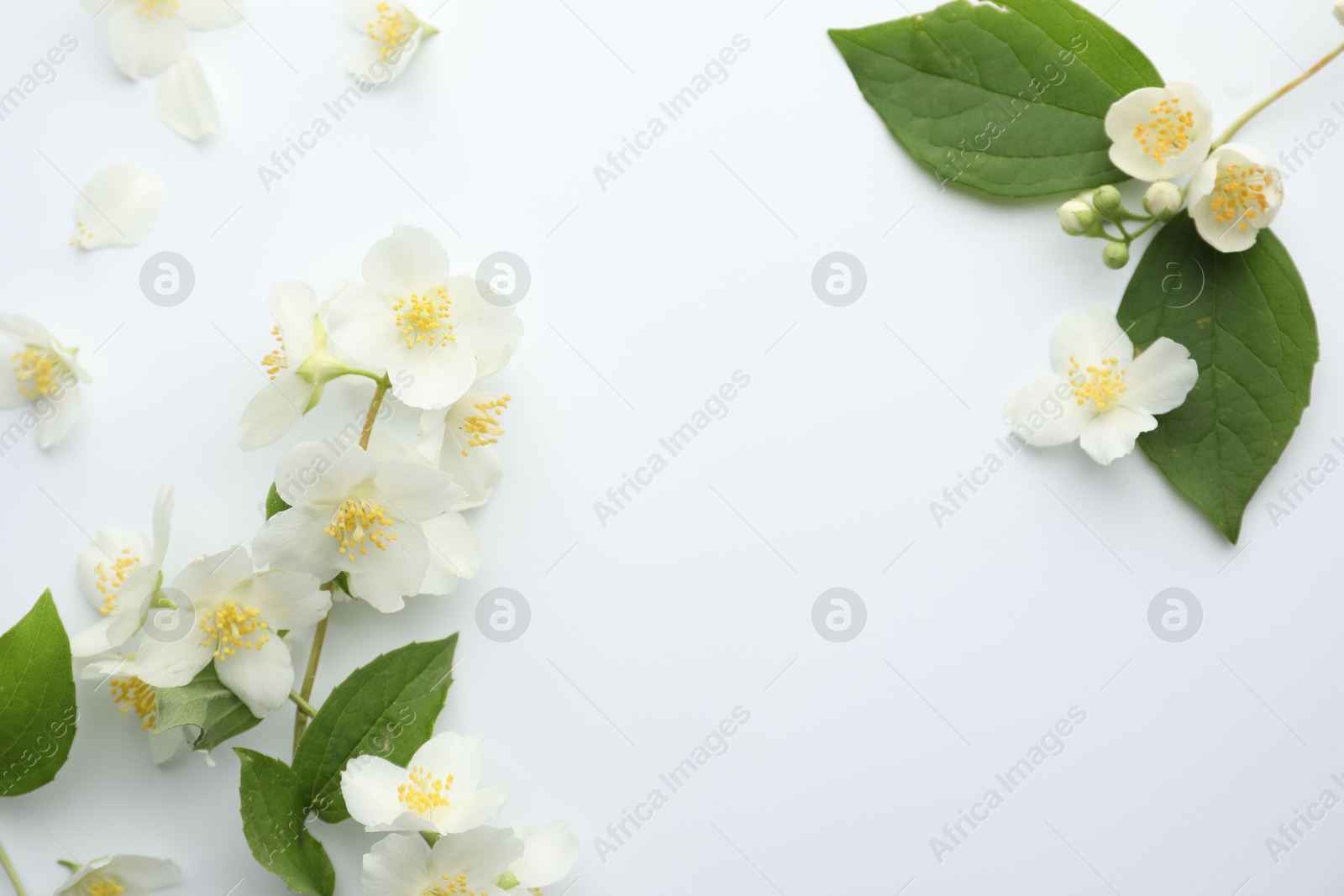 Beautiful jasmine flowers and green leaves on white background, flat lay. Space for text Photo of Beautiful jasmine flowers and green leaves on white background, flat lay. Space for text