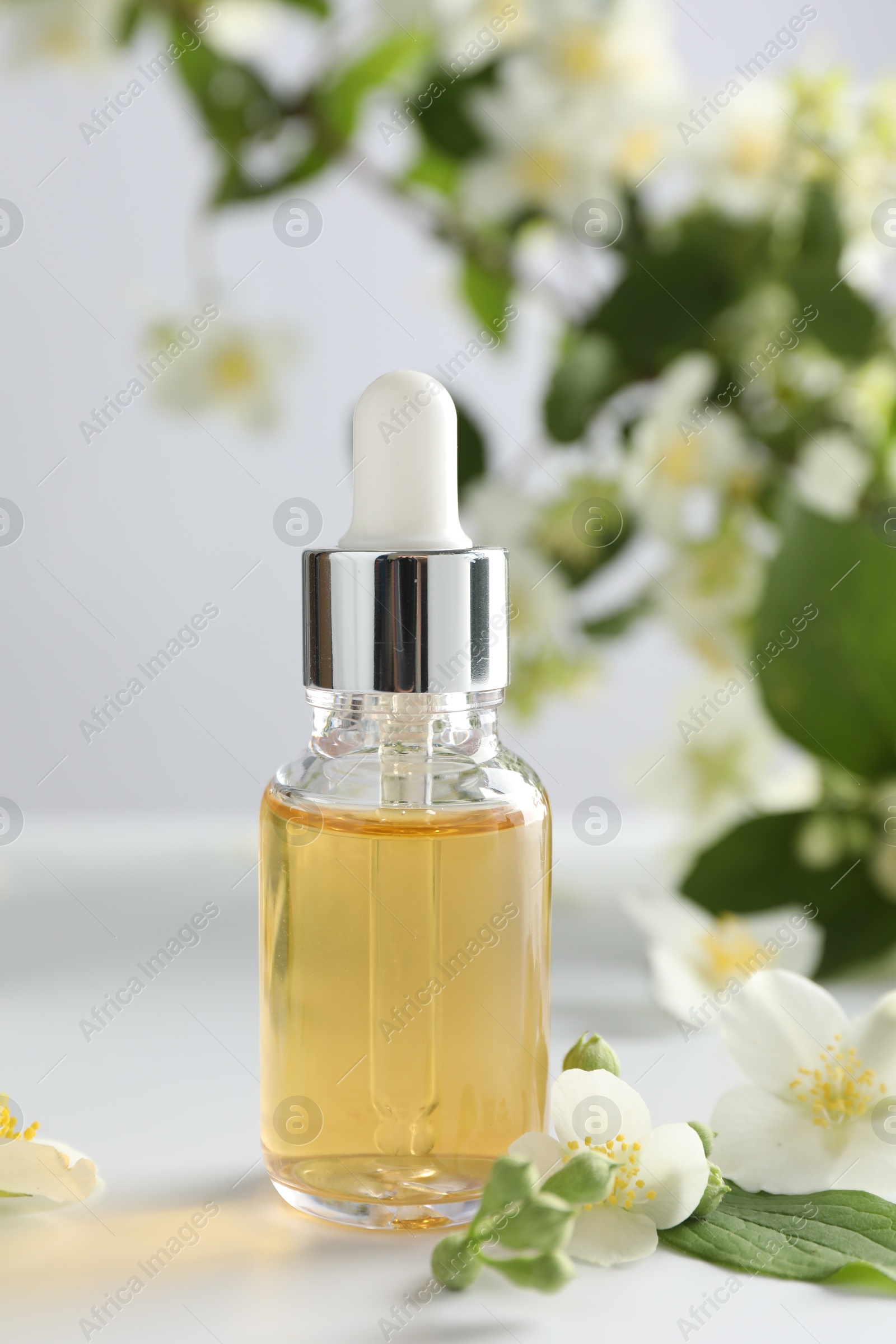 Essential oil and beautiful jasmine flowers on white table, closeup Photo of Essential oil and beautiful jasmine flowers on white table, closeup