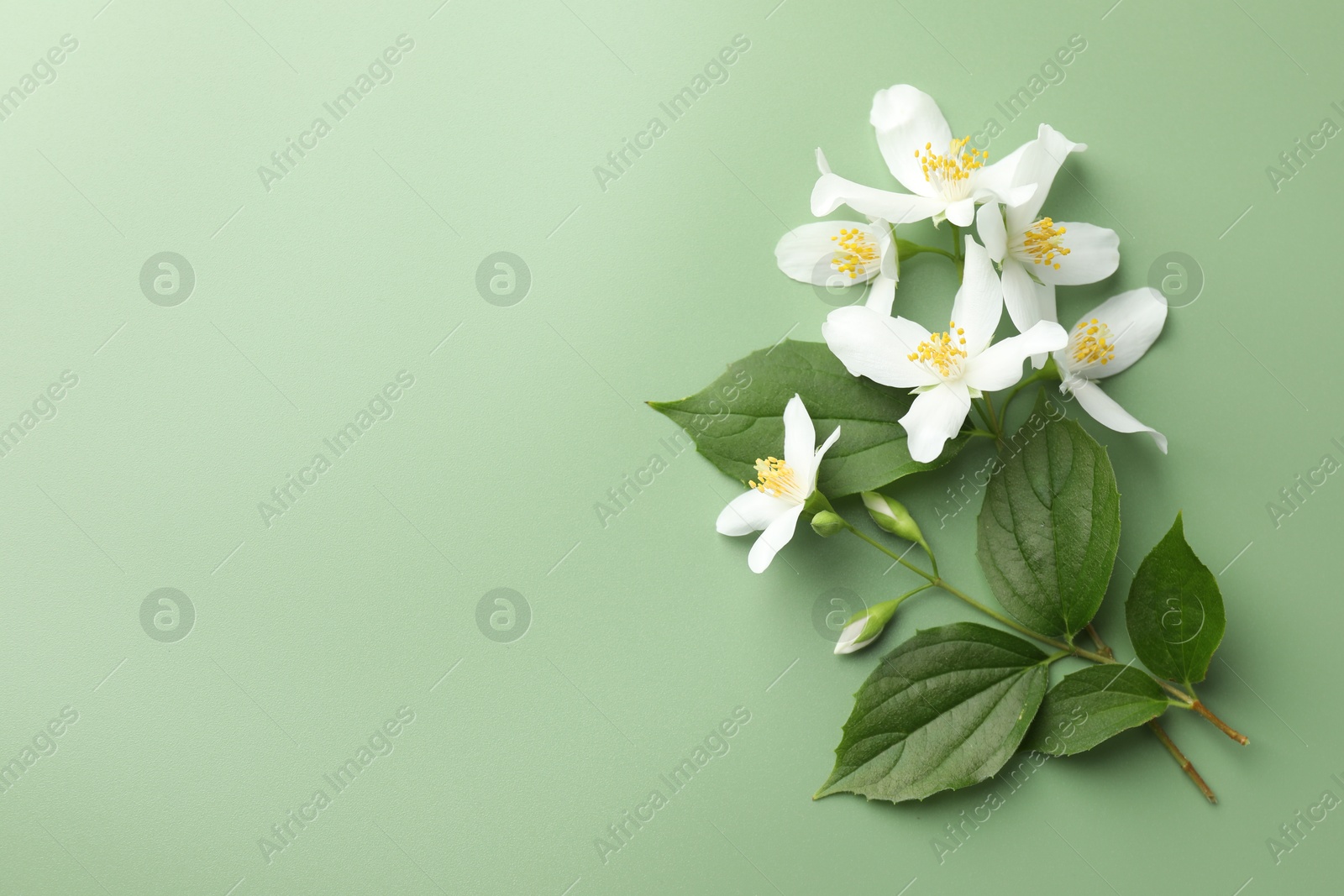 Beautiful jasmine flowers and leaves on green background, flat lay. Space for text Photo of Beautiful jasmine flowers and leaves on green background, flat lay. Space for text