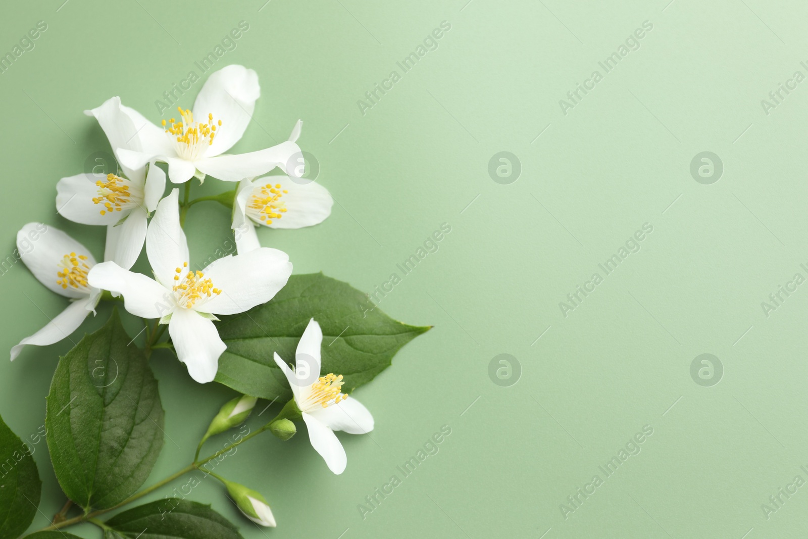Beautiful jasmine flowers and leaves on green background, flat lay. Space for text Photo of Beautiful jasmine flowers and leaves on green background, flat lay. Space for text
