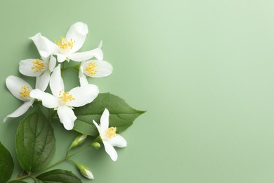 Photo of Beautiful jasmine flowers and leaves on green background, flat lay. Space for text