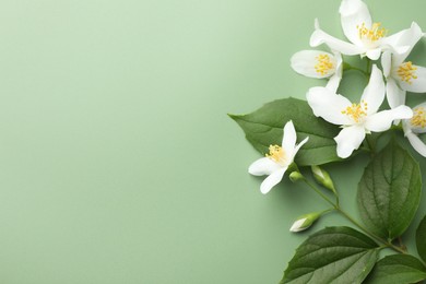 Photo of Beautiful jasmine flowers and leaves on green background, flat lay. Space for text