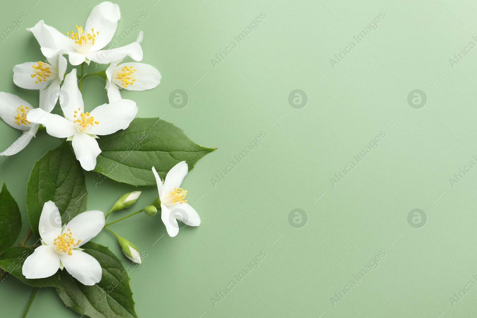 Beautiful jasmine flowers and leaves on green background, flat lay. Space for text Photo of Beautiful jasmine flowers and leaves on green background, flat lay. Space for text