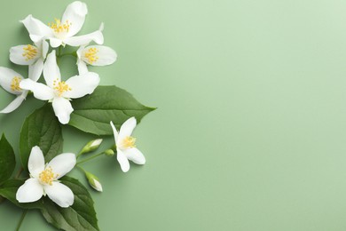 Photo of Beautiful jasmine flowers and leaves on green background, flat lay. Space for text