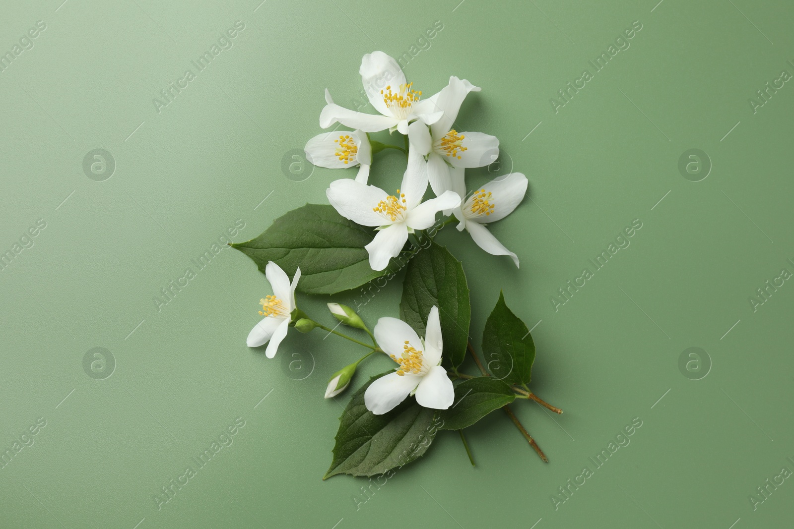 Beautiful jasmine flowers and leaves on green background, flat lay Photo of Beautiful jasmine flowers and leaves on green background, flat lay