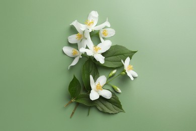 Photo of Beautiful jasmine flowers and leaves on green background, flat lay