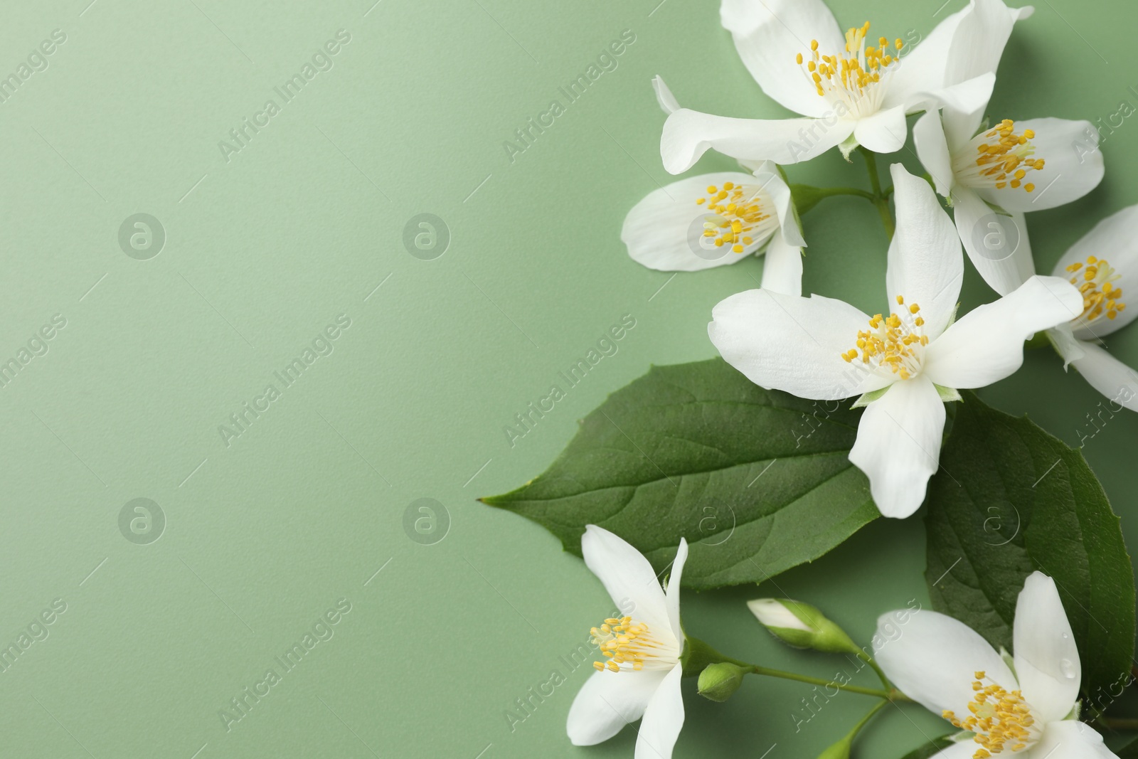 Beautiful jasmine flowers and leaves on green background, flat lay. Space for text Photo of Beautiful jasmine flowers and leaves on green background, flat lay. Space for text