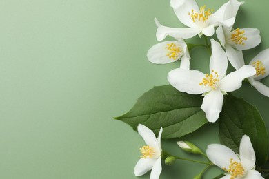 Photo of Beautiful jasmine flowers and leaves on green background, flat lay. Space for text