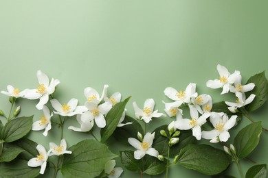 Photo of Beautiful jasmine flowers and leaves on green background, flat lay. Space for text