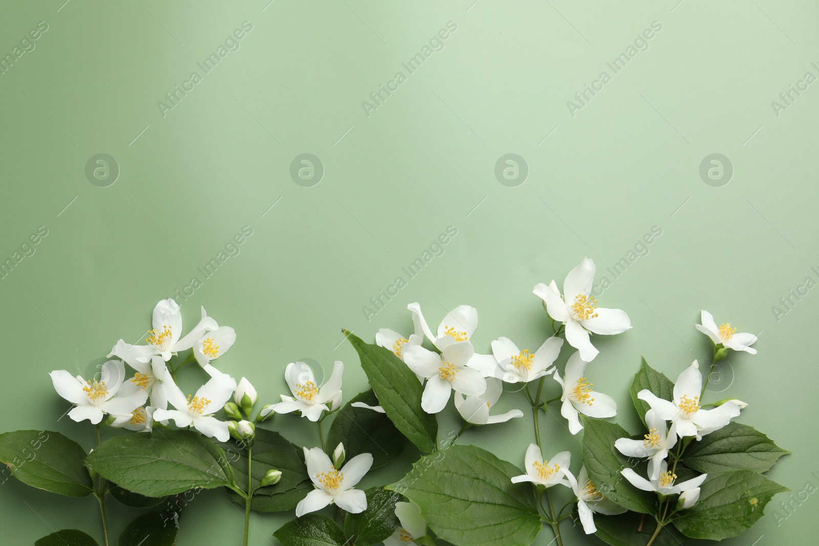 Beautiful jasmine flowers and leaves on green background, flat lay. Space for text Photo of Beautiful jasmine flowers and leaves on green background, flat lay. Space for text