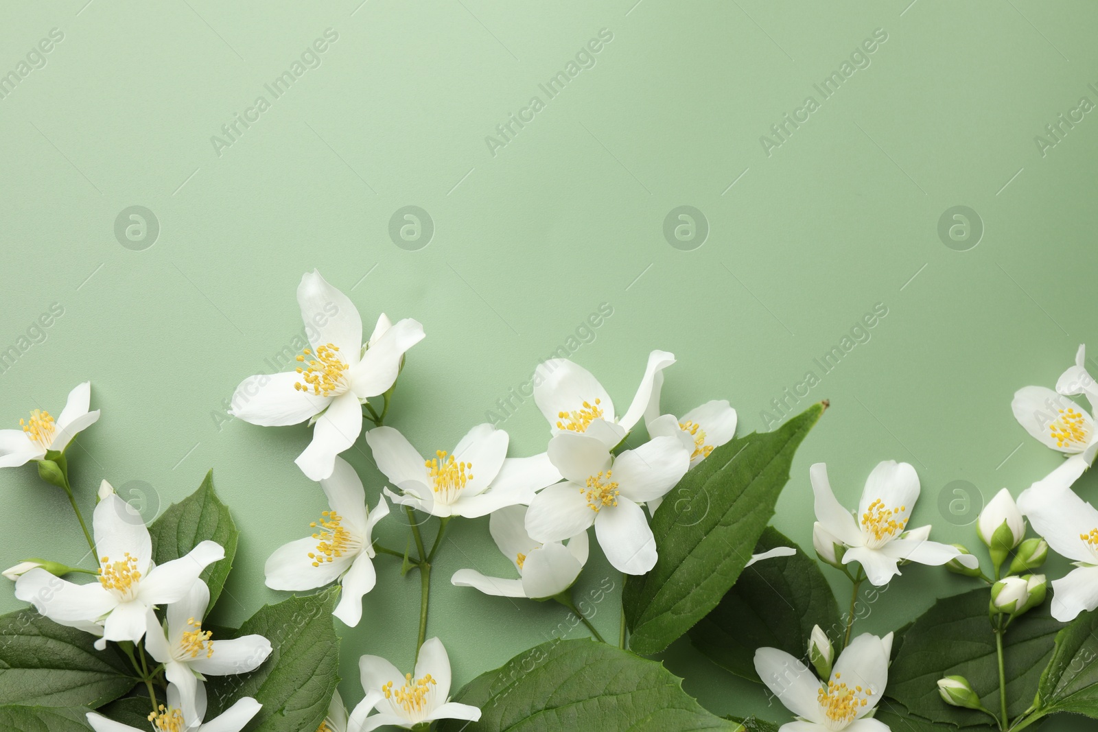 Beautiful jasmine flowers and leaves on green background, flat lay. Space for text Photo of Beautiful jasmine flowers and leaves on green background, flat lay. Space for text