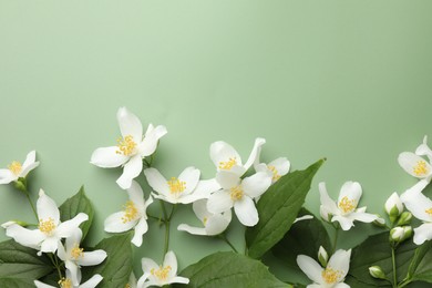 Photo of Beautiful jasmine flowers and leaves on green background, flat lay. Space for text