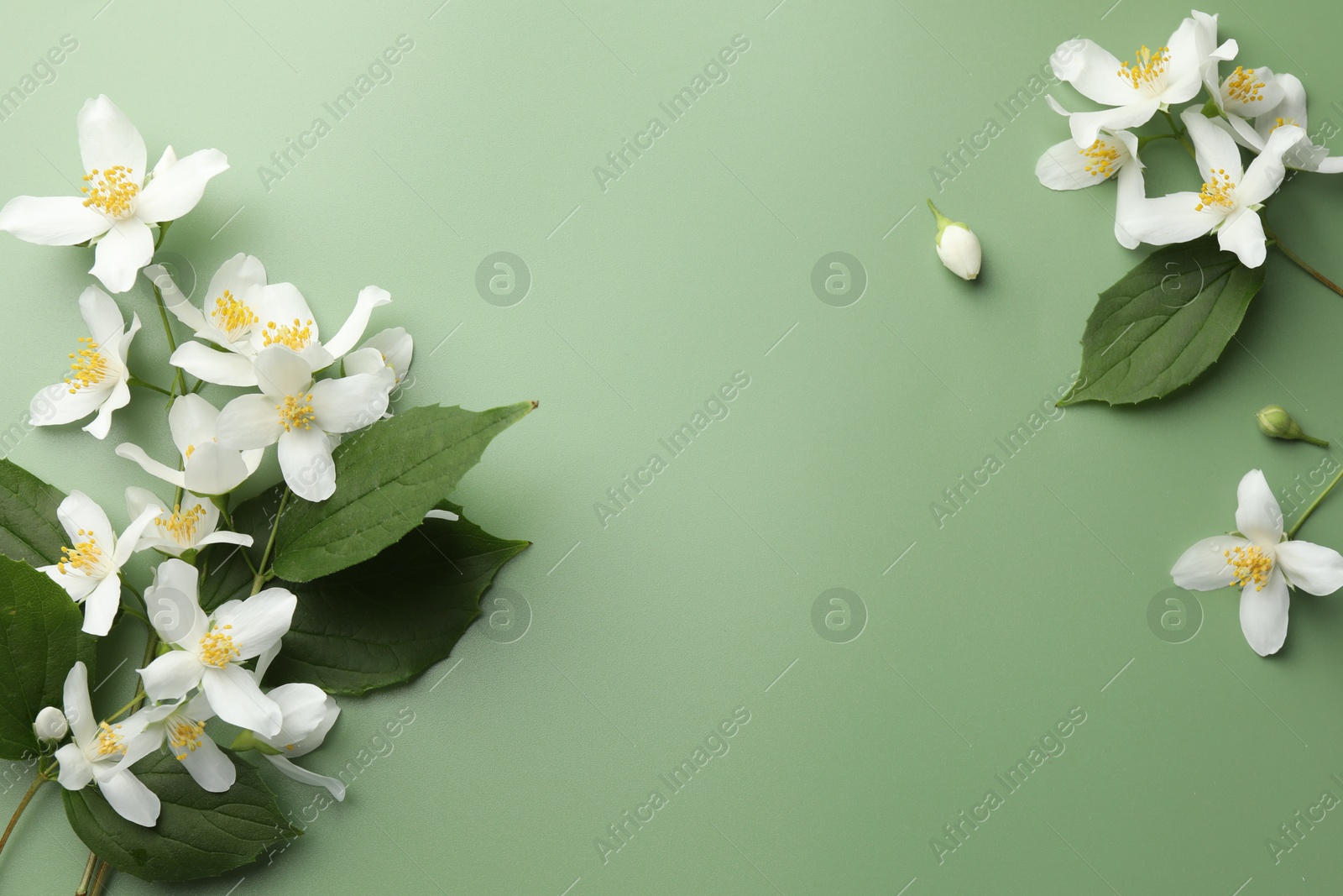 Beautiful jasmine flowers and leaves on green background, flat lay. Space for text Photo of Beautiful jasmine flowers and leaves on green background, flat lay. Space for text
