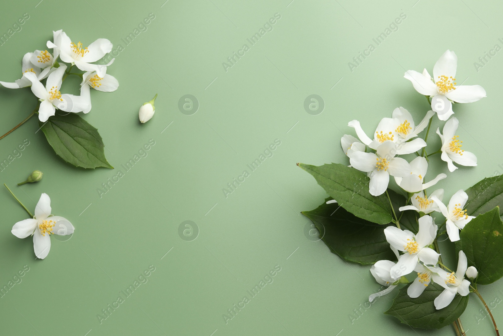 Beautiful jasmine flowers and leaves on green background, flat lay. Space for text Photo of Beautiful jasmine flowers and leaves on green background, flat lay. Space for text