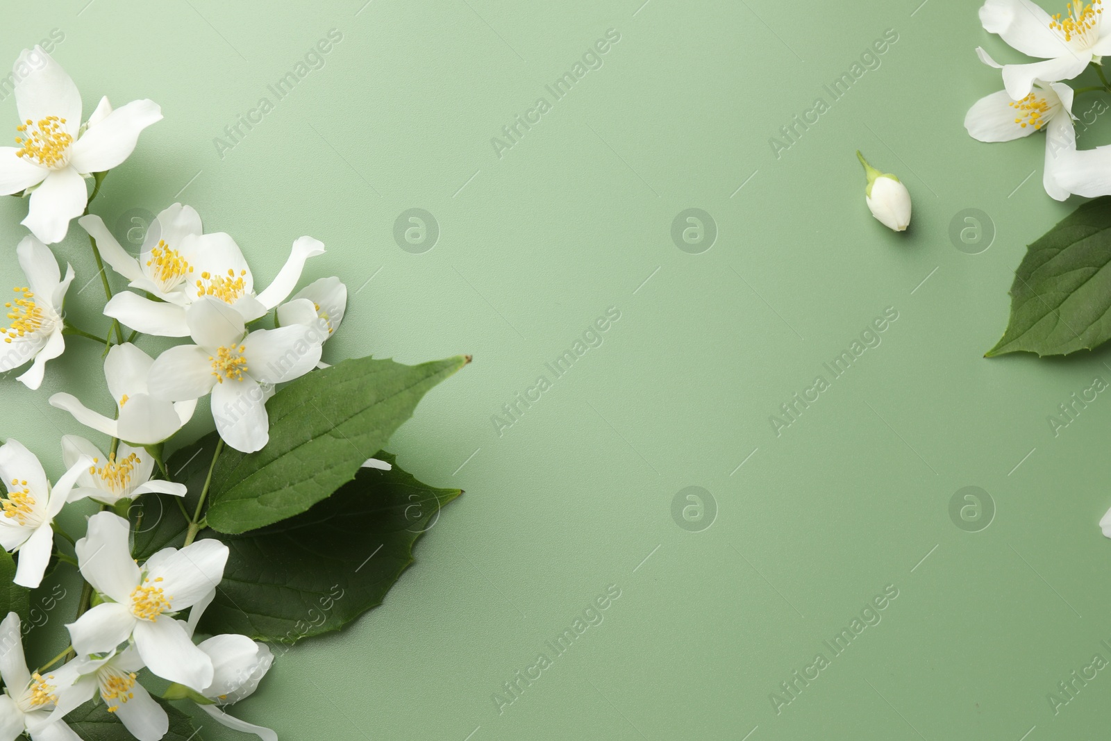 Beautiful jasmine flowers and leaves on green background, flat lay. Space for text Photo of Beautiful jasmine flowers and leaves on green background, flat lay. Space for text