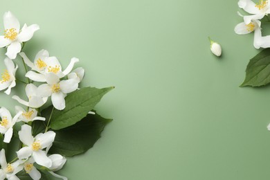 Photo of Beautiful jasmine flowers and leaves on green background, flat lay. Space for text