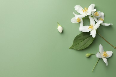 Photo of Beautiful jasmine flowers and leaf on green background, flat lay. Space for text