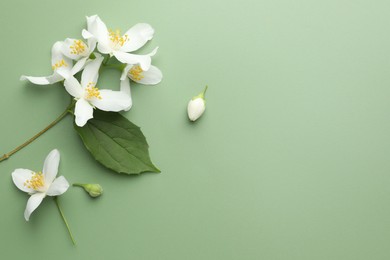 Photo of Beautiful jasmine flowers and leaf on green background, flat lay. Space for text