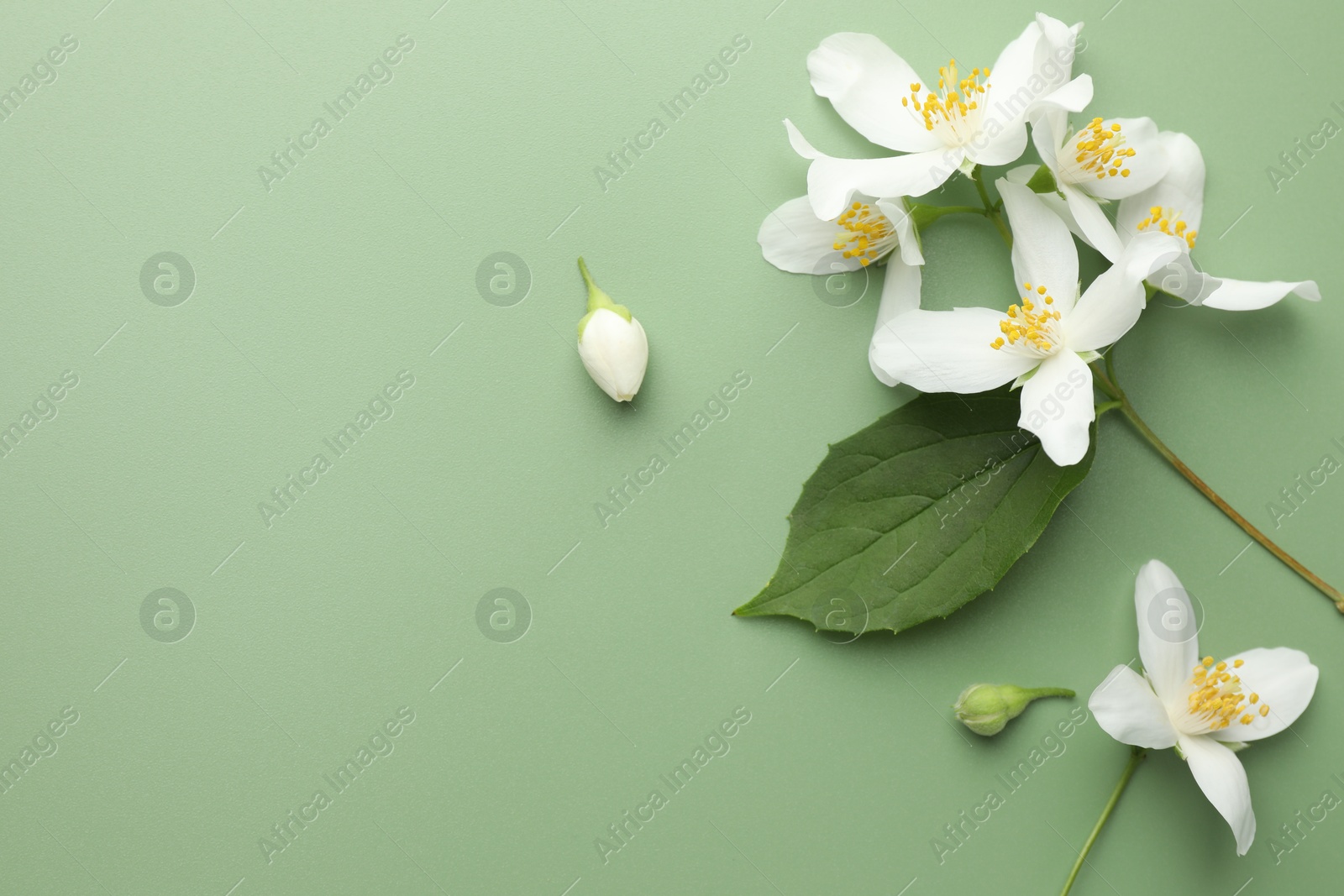 Beautiful jasmine flowers and leaf on green background, flat lay. Space for text Photo of Beautiful jasmine flowers and leaf on green background, flat lay. Space for text
