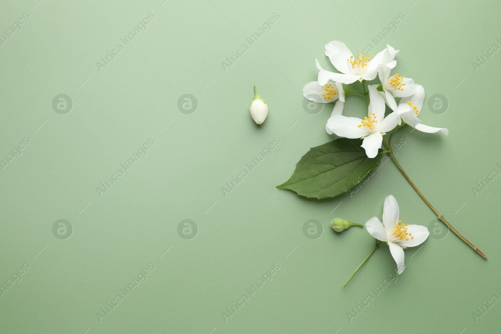 Beautiful jasmine flowers and leaf on green background, flat lay. Space for text Photo of Beautiful jasmine flowers and leaf on green background, flat lay. Space for text