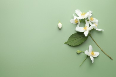 Photo of Beautiful jasmine flowers and leaf on green background, flat lay. Space for text