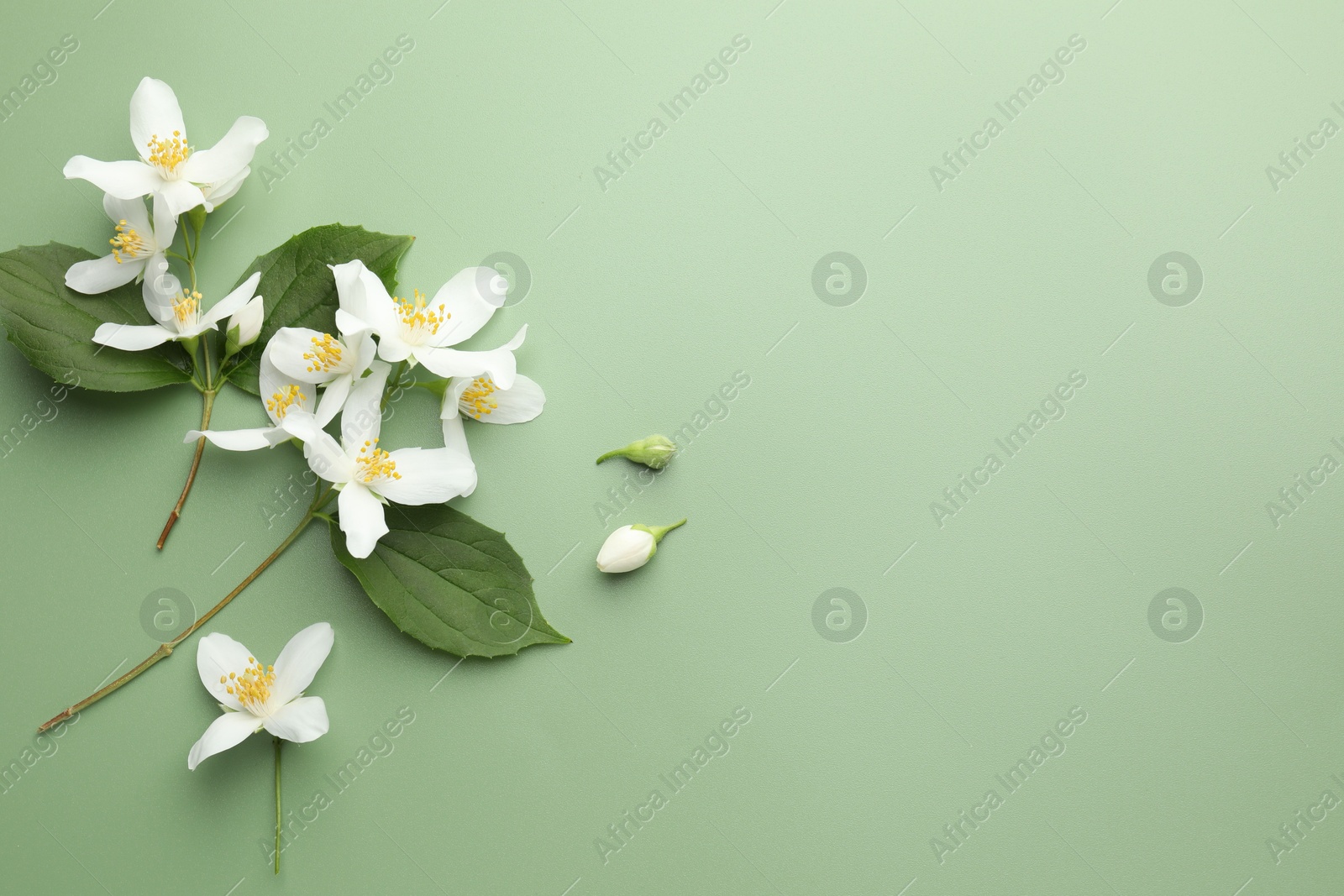 Beautiful jasmine flowers and leaves on green background, flat lay. Space for text Photo of Beautiful jasmine flowers and leaves on green background, flat lay. Space for text
