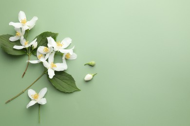 Photo of Beautiful jasmine flowers and leaves on green background, flat lay. Space for text