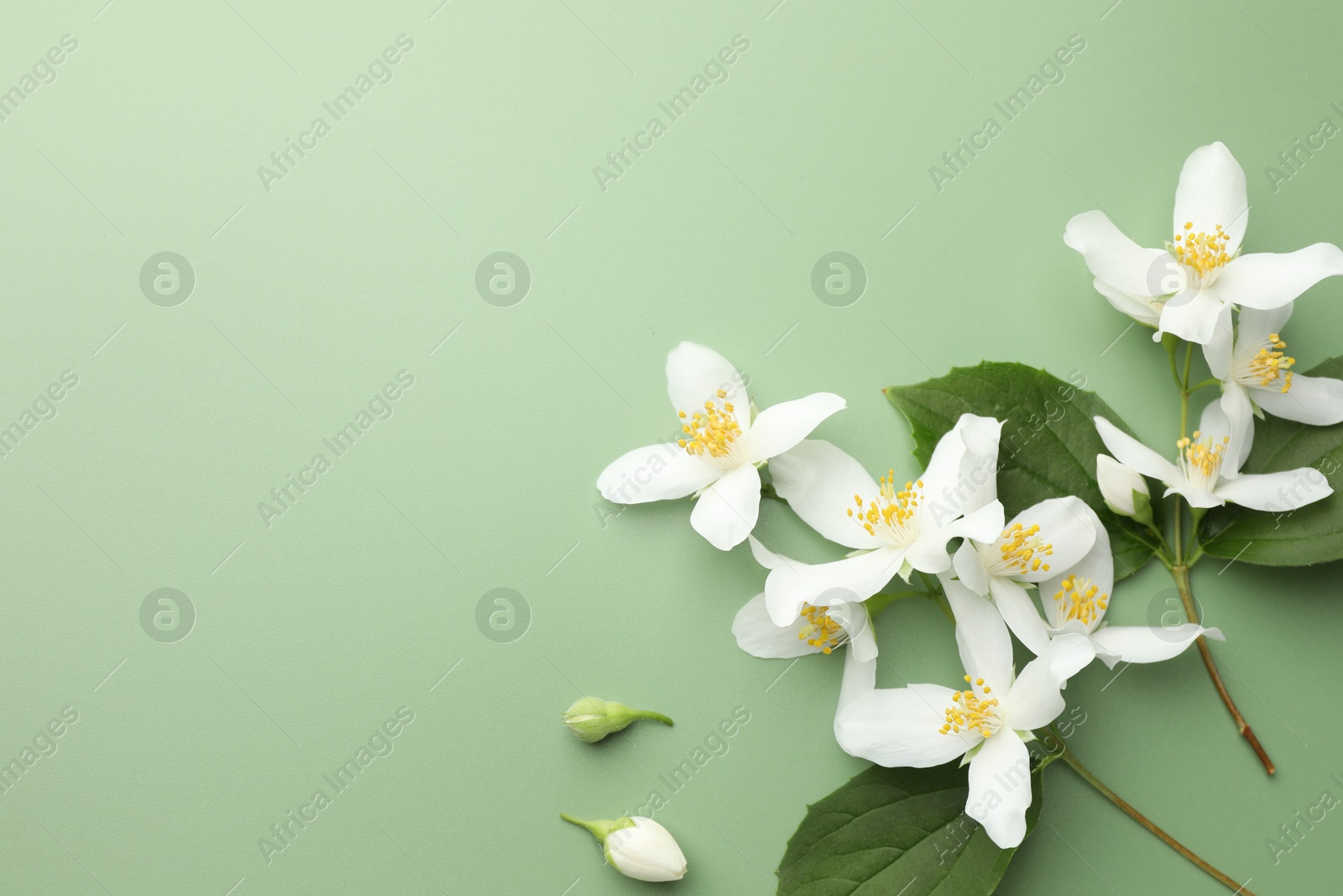 Beautiful jasmine flowers and leaves on green background, flat lay. Space for text Photo of Beautiful jasmine flowers and leaves on green background, flat lay. Space for text