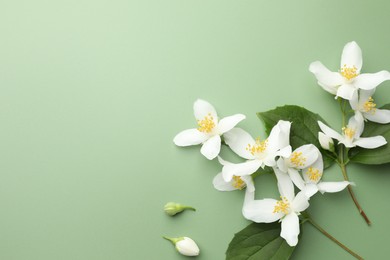 Photo of Beautiful jasmine flowers and leaves on green background, flat lay. Space for text