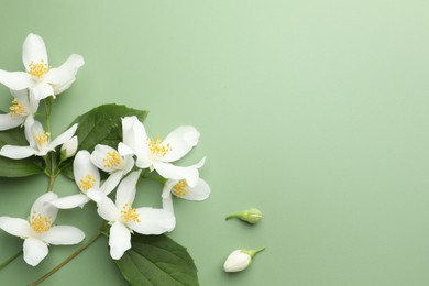 Photo of Beautiful jasmine flowers and leaves on green background, flat lay. Space for text