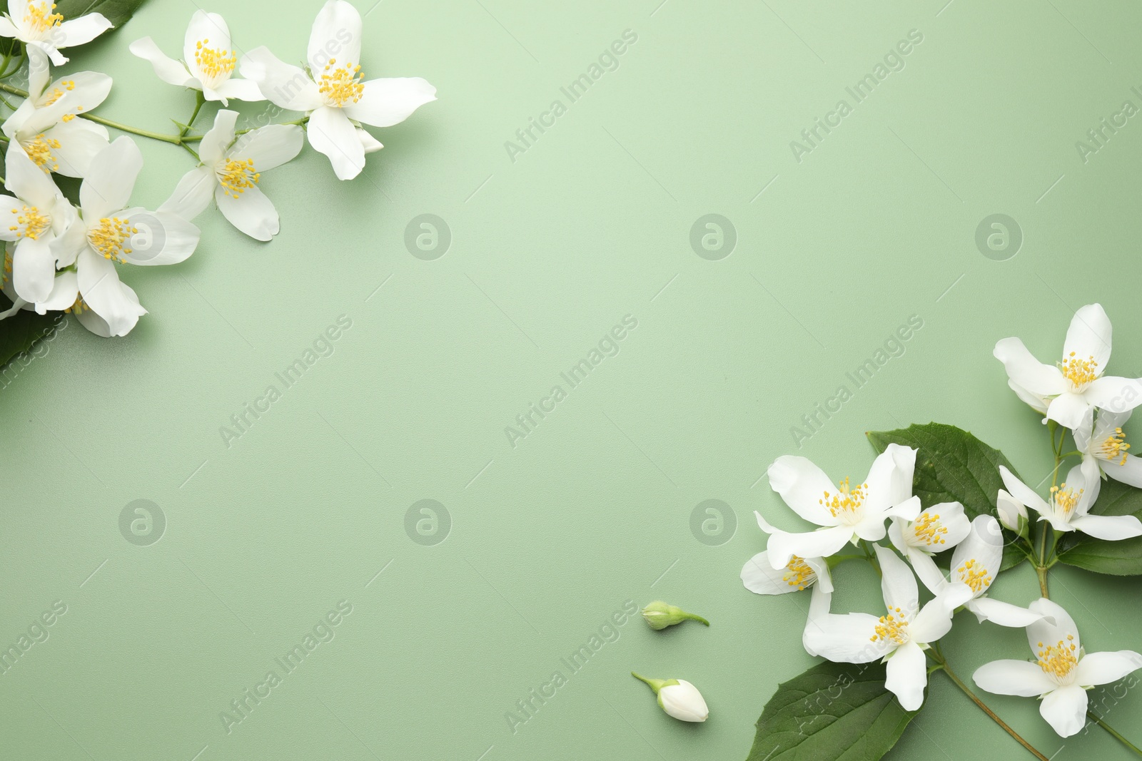 Beautiful jasmine flowers and leaves on green background, flat lay. Space for text Photo of Beautiful jasmine flowers and leaves on green background, flat lay. Space for text