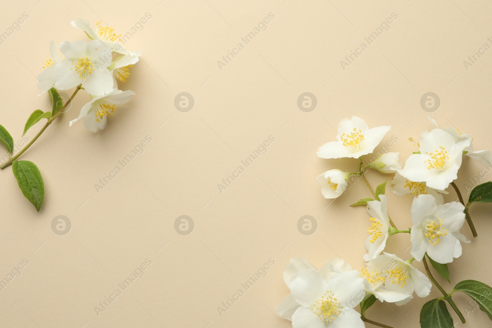 Beautiful jasmine flowers on beige background, flat lay. Space for text Photo of Beautiful jasmine flowers on beige background, flat lay. Space for text
