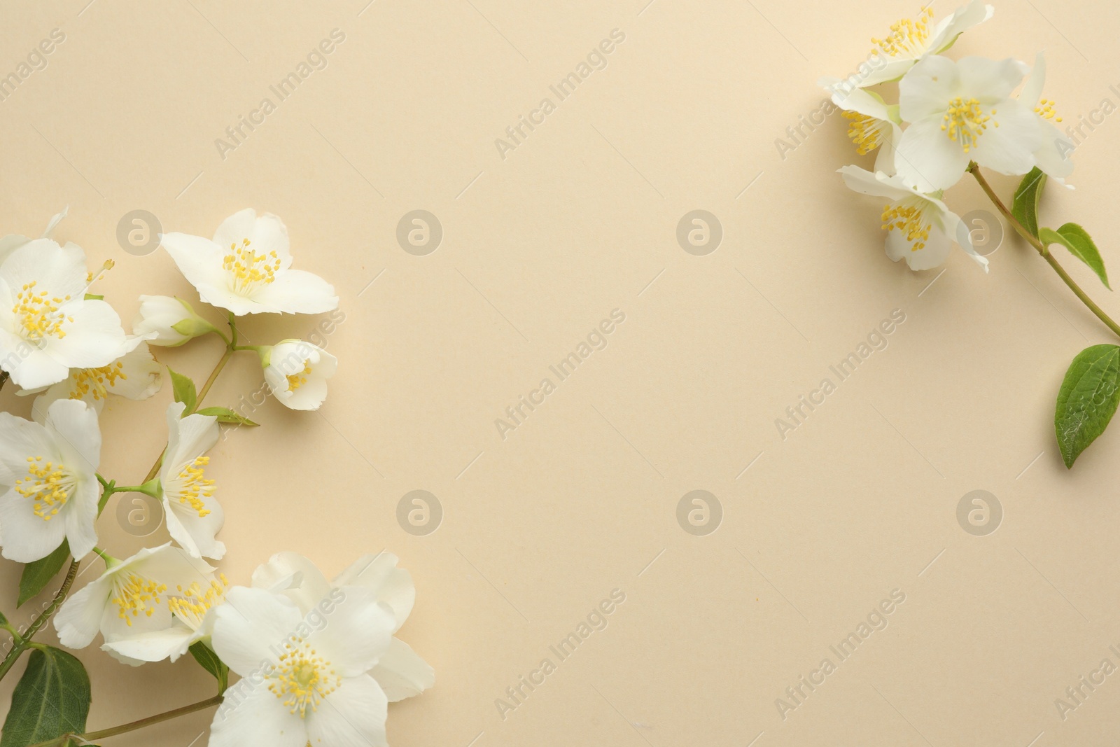 Beautiful jasmine flowers on beige background, flat lay. Space for text Photo of Beautiful jasmine flowers on beige background, flat lay. Space for text