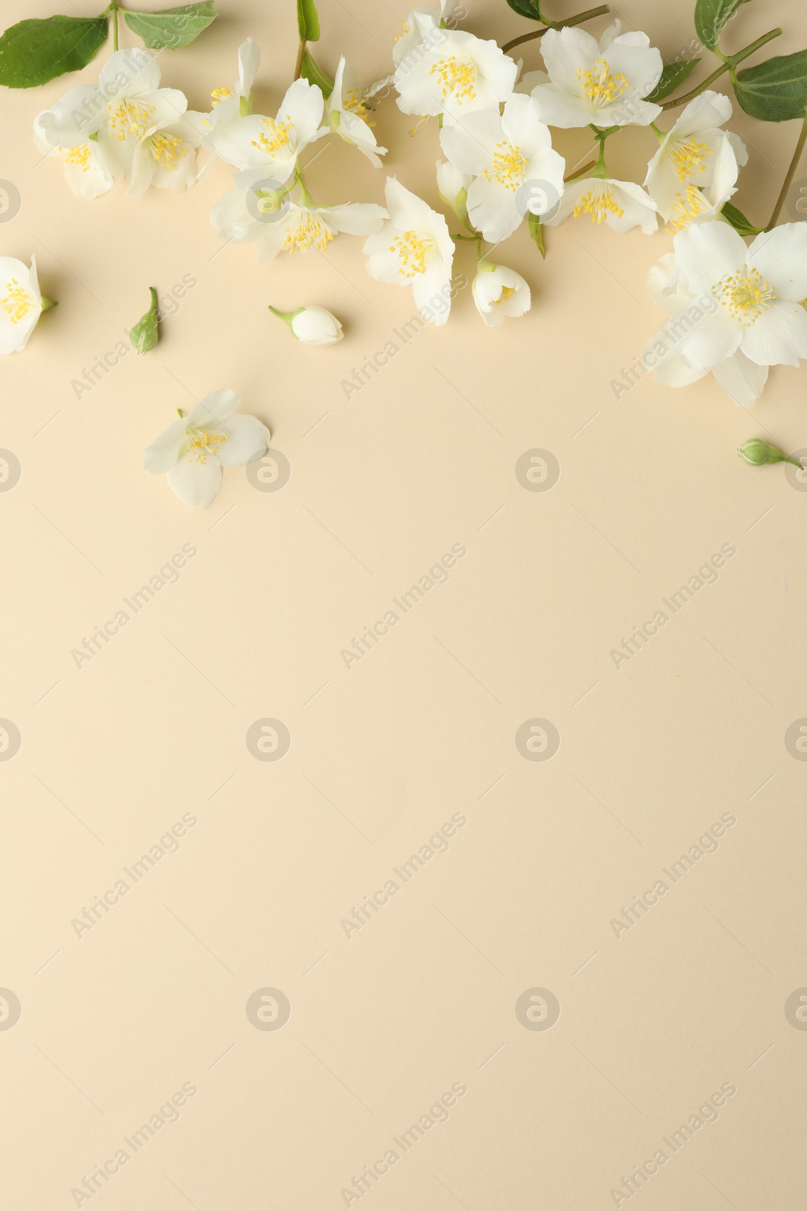 Beautiful jasmine flowers on beige background, flat lay. Space for text Photo of Beautiful jasmine flowers on beige background, flat lay. Space for text