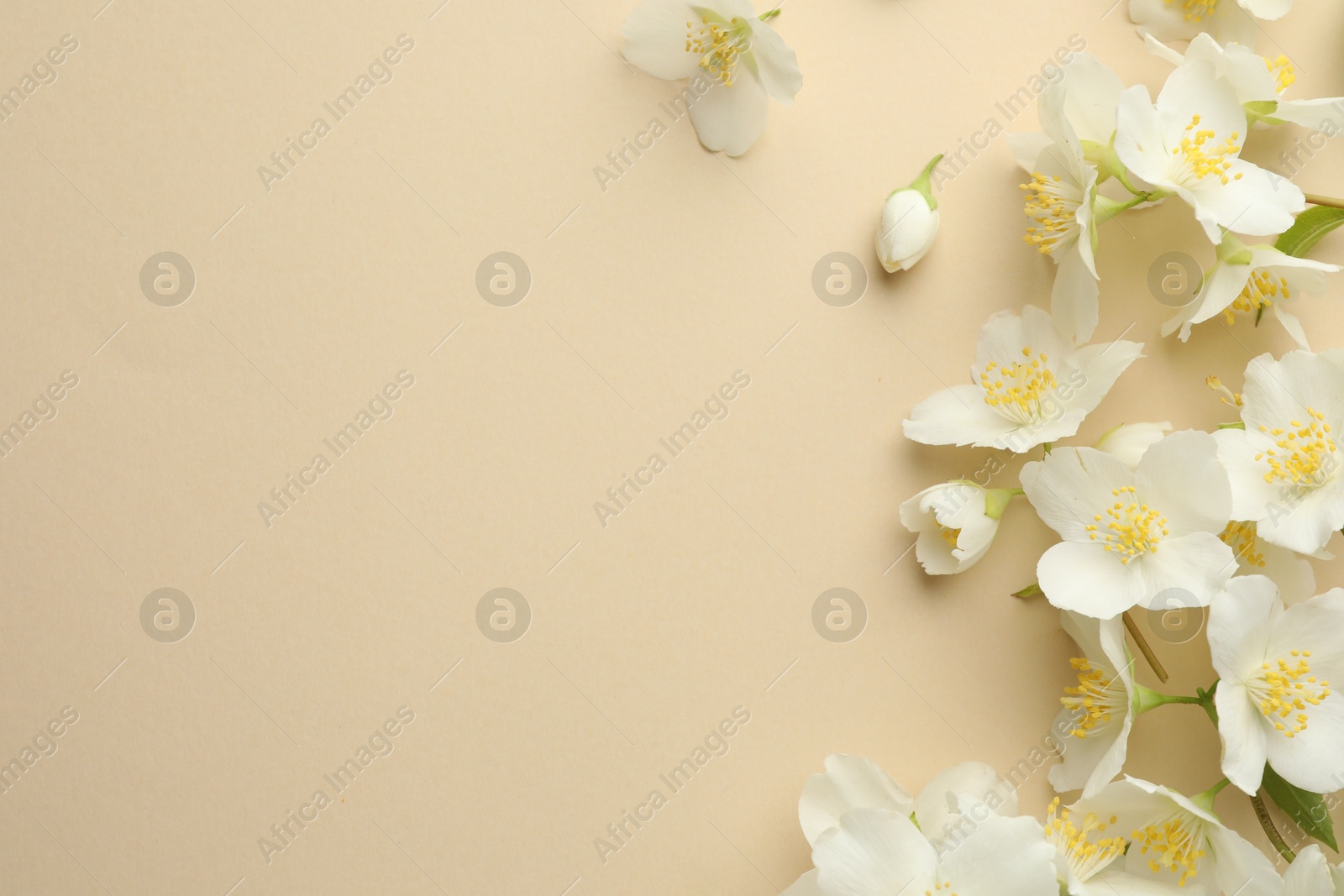 Beautiful jasmine flowers on beige background, flat lay. Space for text Photo of Beautiful jasmine flowers on beige background, flat lay. Space for text