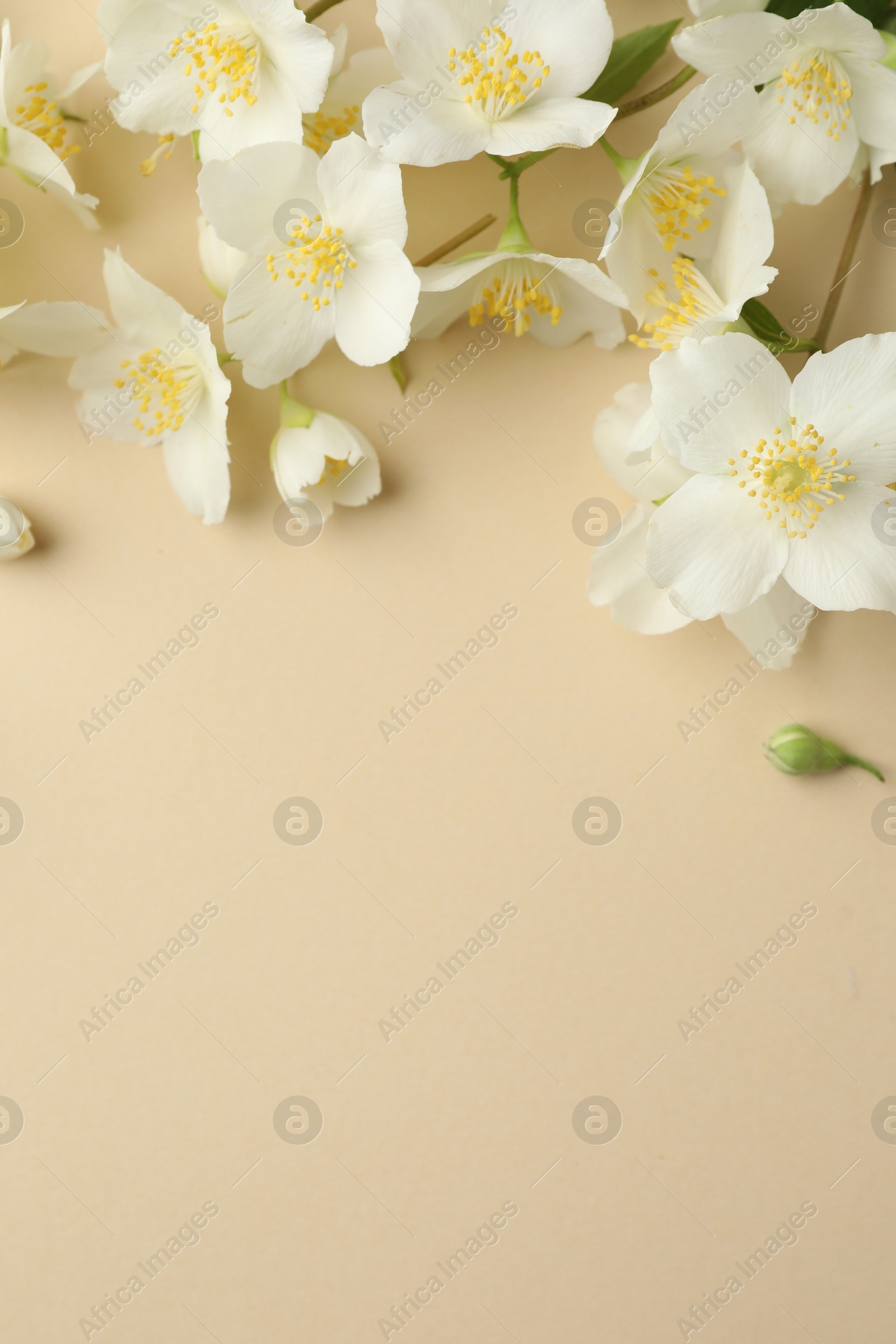 Beautiful jasmine flowers on beige background, flat lay. Space for text Photo of Beautiful jasmine flowers on beige background, flat lay. Space for text