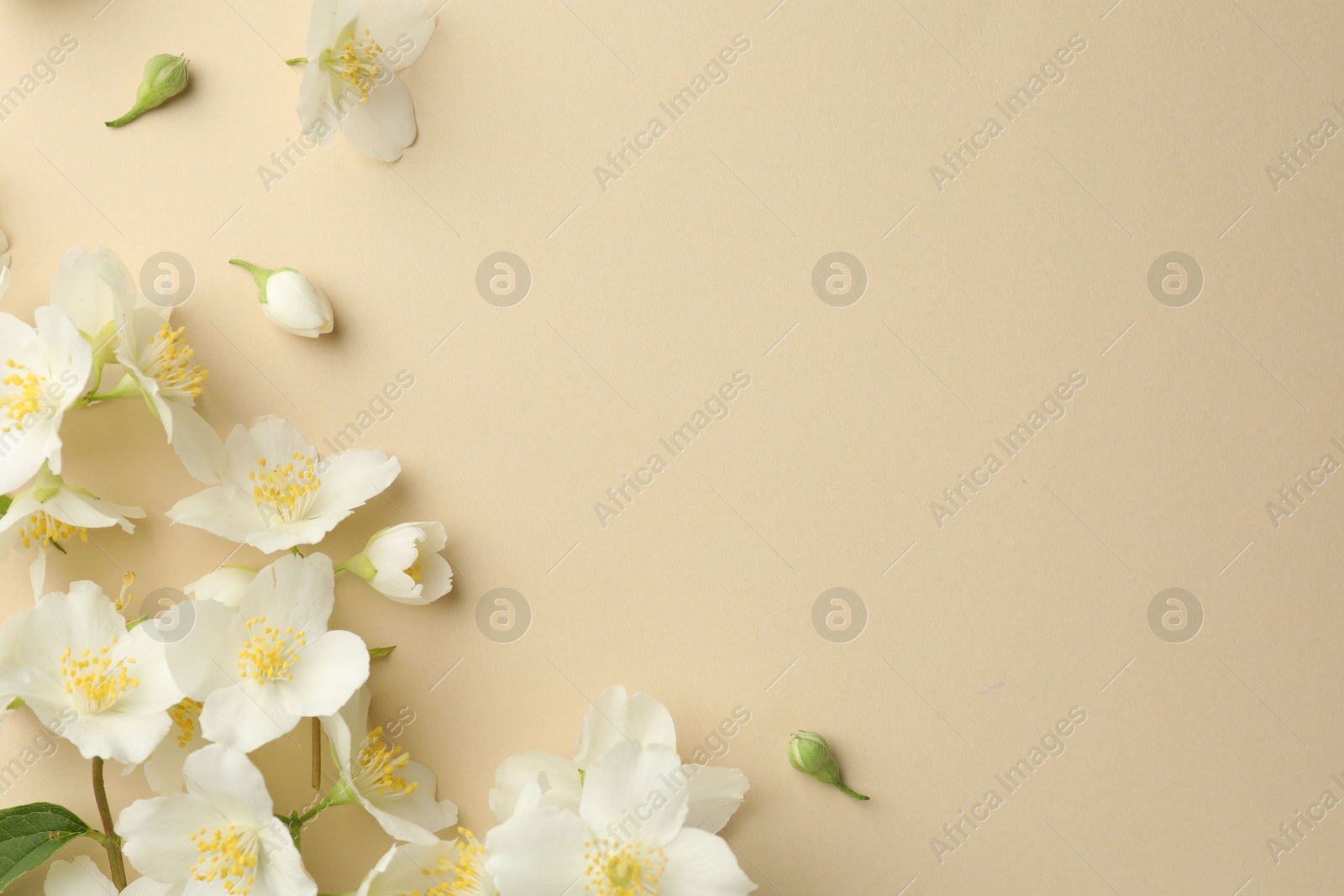 Beautiful jasmine flowers on beige background, flat lay. Space for text Photo of Beautiful jasmine flowers on beige background, flat lay. Space for text