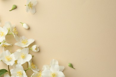 Photo of Beautiful jasmine flowers on beige background, flat lay. Space for text