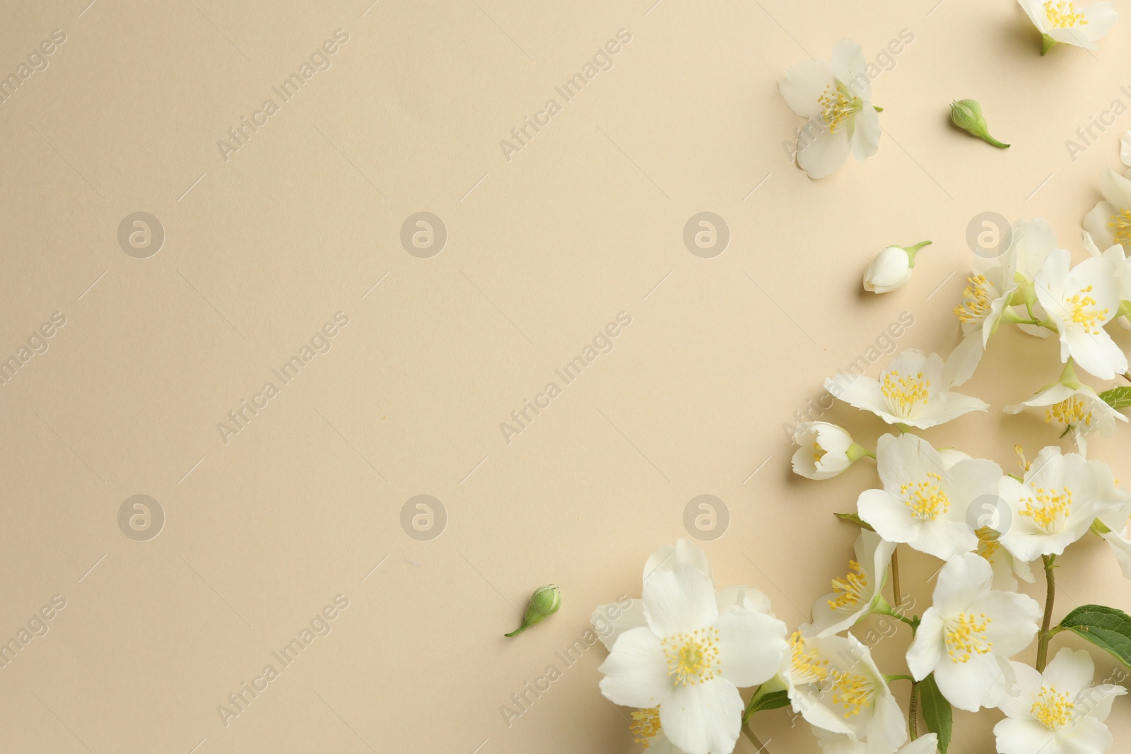 Beautiful jasmine flowers on beige background, flat lay. Space for text Photo of Beautiful jasmine flowers on beige background, flat lay. Space for text