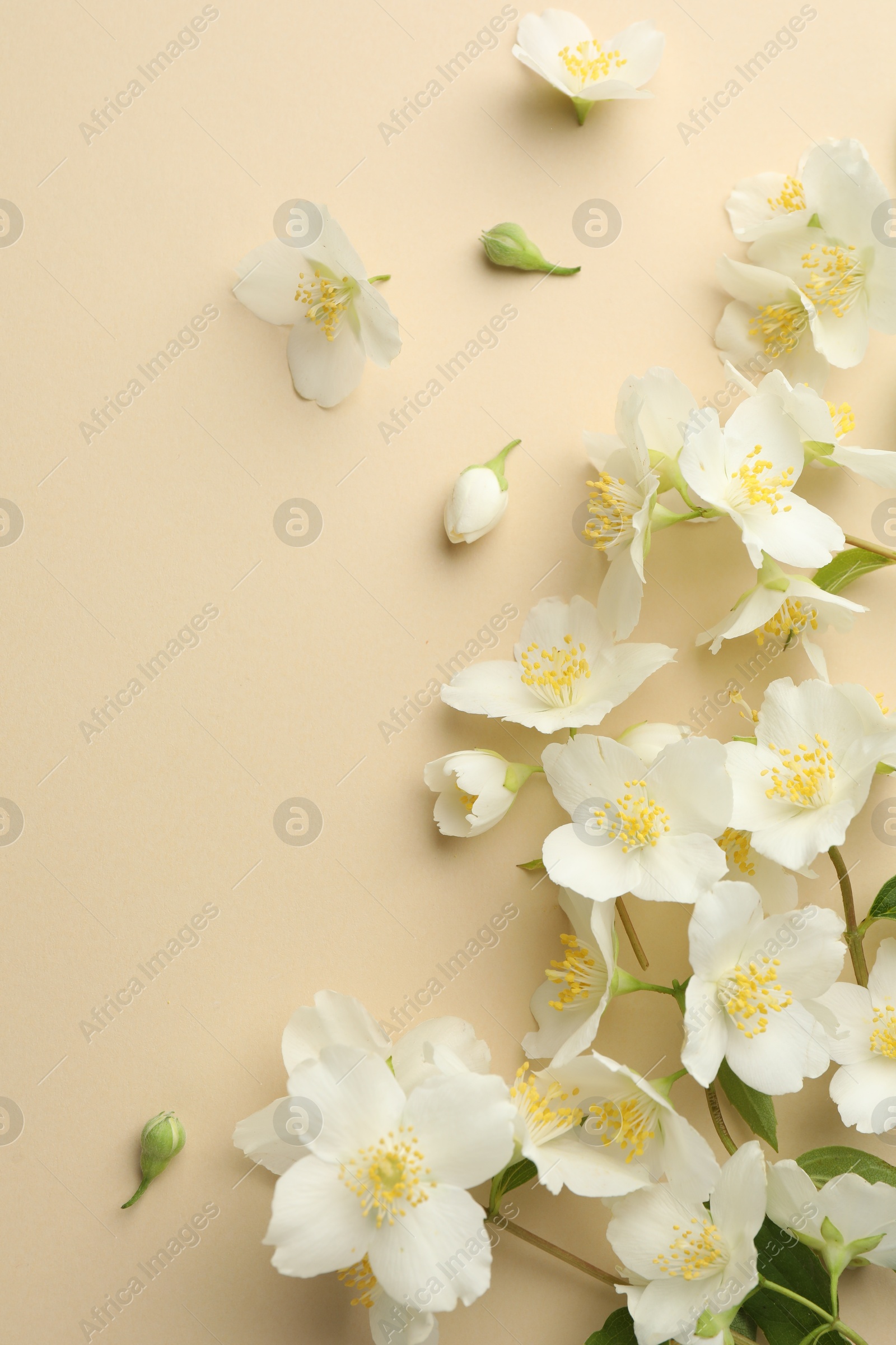 Beautiful jasmine flowers on beige background, flat lay. Space for text Photo of Beautiful jasmine flowers on beige background, flat lay. Space for text