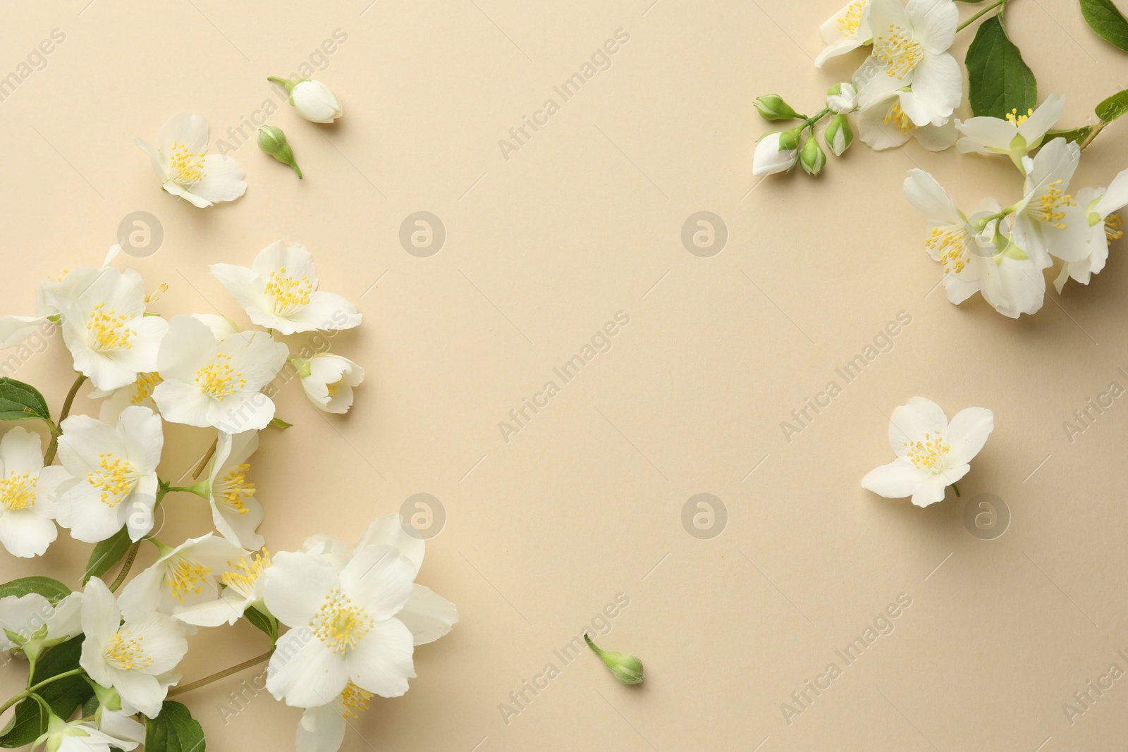 Beautiful jasmine flowers on beige background, flat lay. Space for text Photo of Beautiful jasmine flowers on beige background, flat lay. Space for text