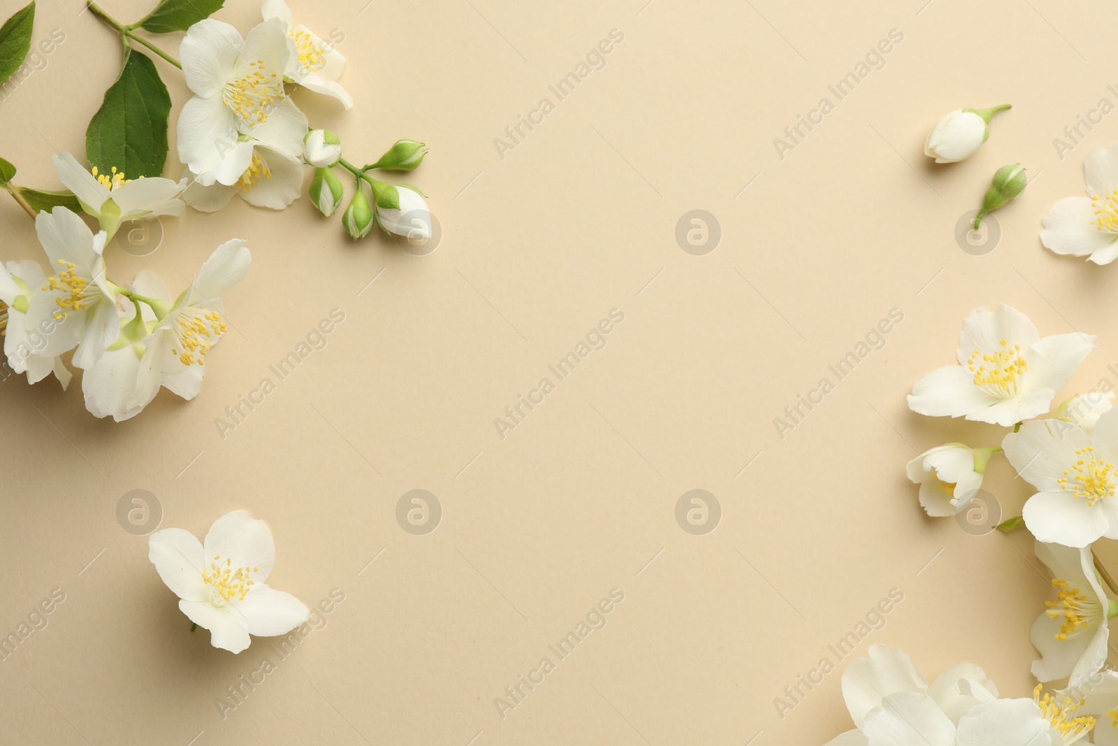 Beautiful jasmine flowers on beige background, flat lay. Space for text Photo of Beautiful jasmine flowers on beige background, flat lay. Space for text