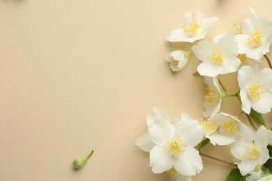 Photo of Beautiful jasmine flowers on beige background, flat lay. Space for text