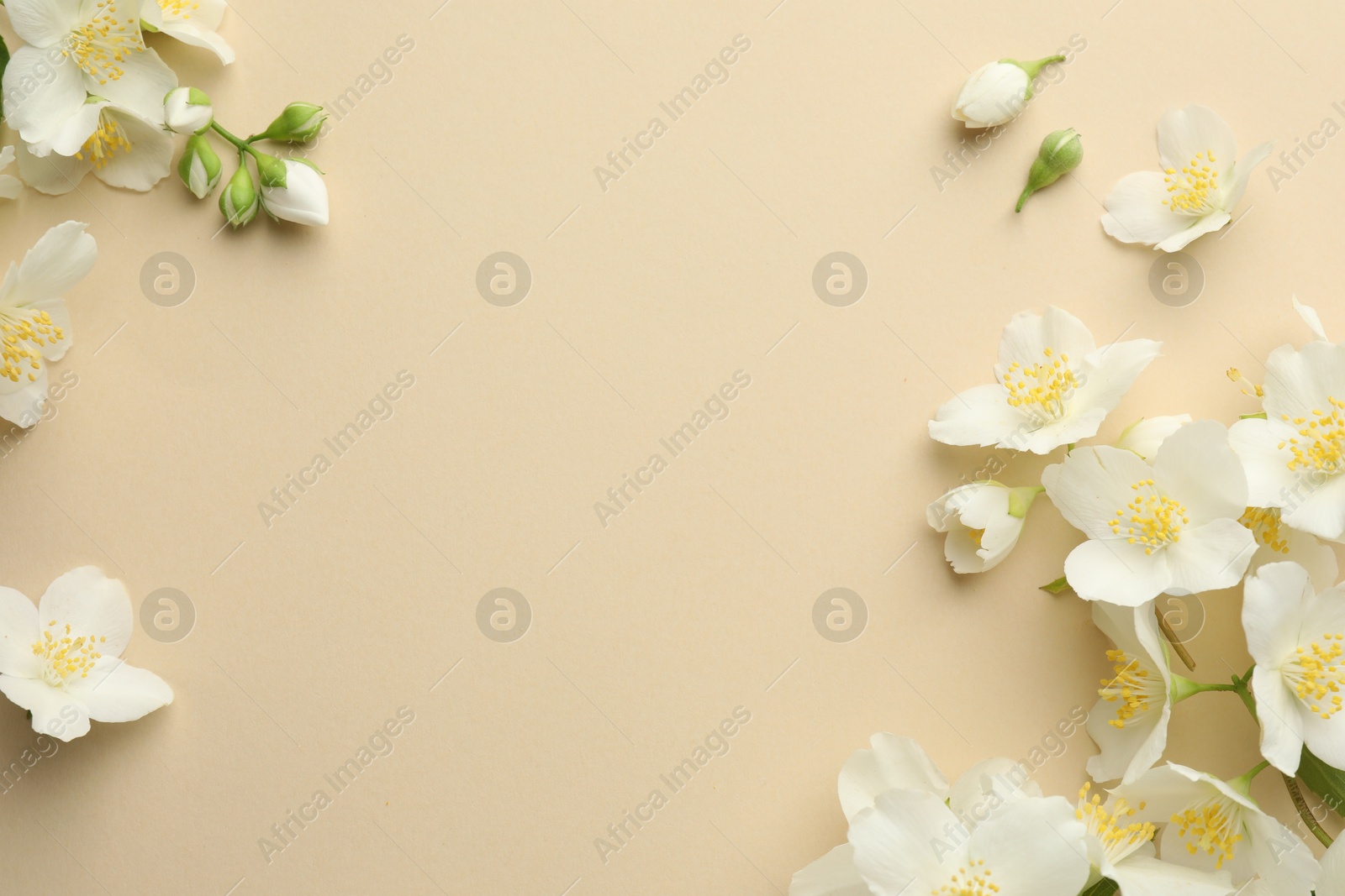 Photo of Beautiful jasmine flowers on beige background, flat lay. Space for text