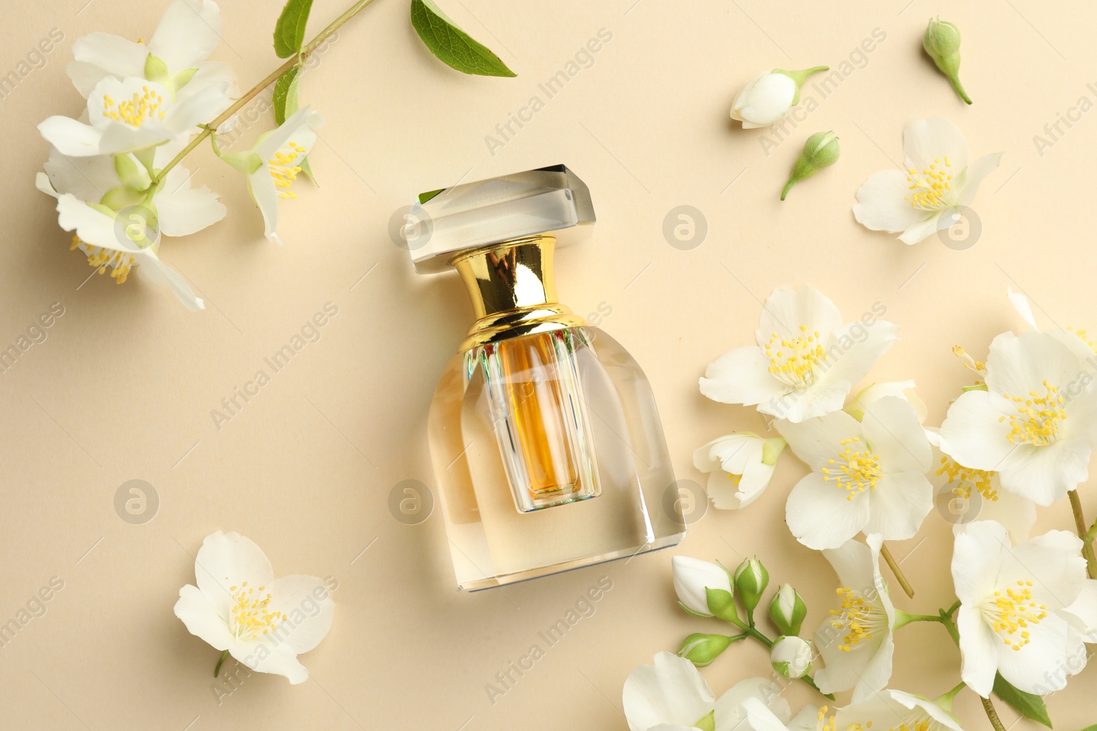 Bottle of perfume and beautiful jasmine flowers on beige background, flat lay Photo of Bottle of perfume and beautiful jasmine flowers on beige background, flat lay