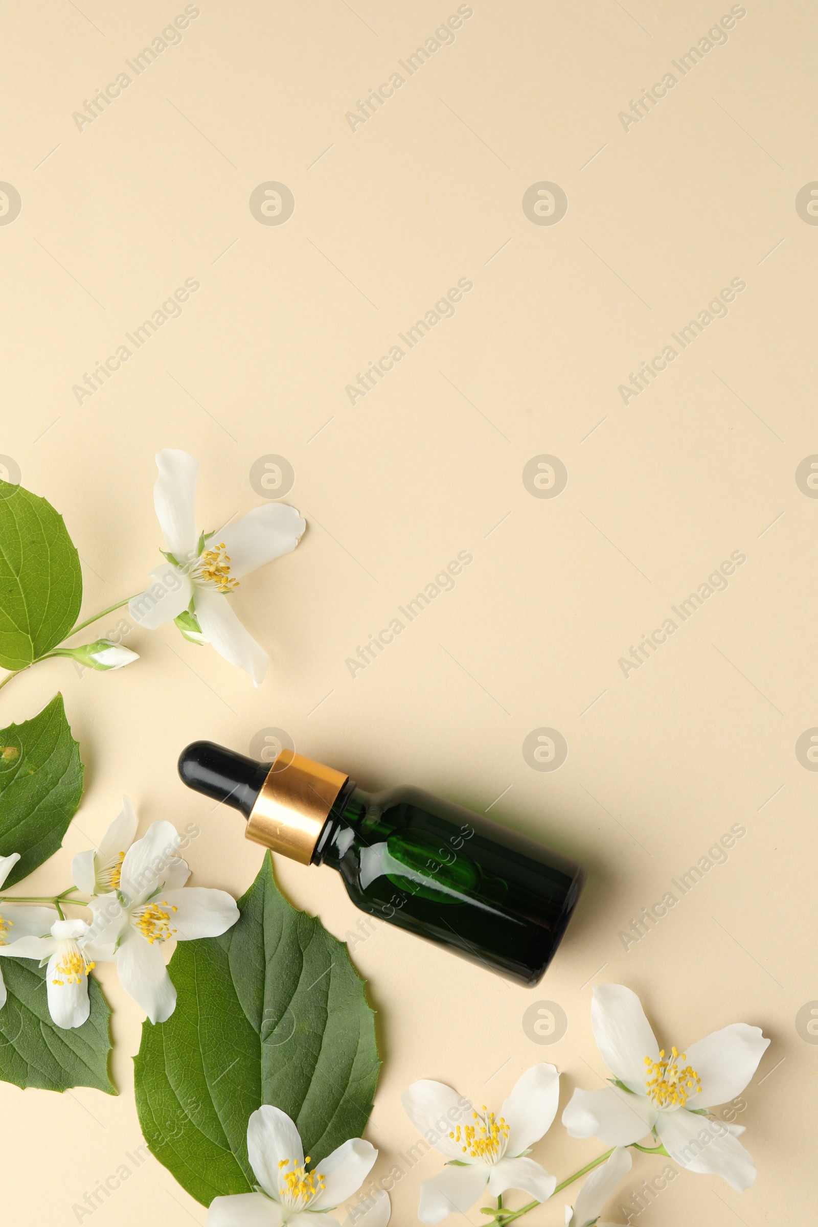 Essential oil, beautiful jasmine flowers and leaves on beige background, flat lay. Space for text Photo of Essential oil, beautiful jasmine flowers and leaves on beige background, flat lay. Space for text