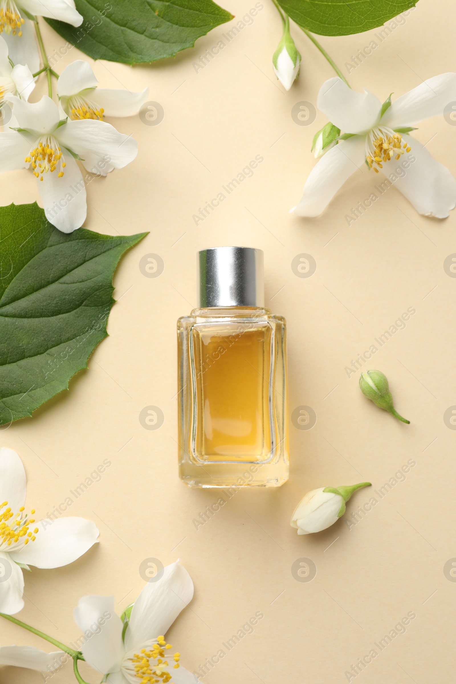 Photo of Bottle of perfume, beautiful jasmine flowers and green leaves on beige background, flat lay
