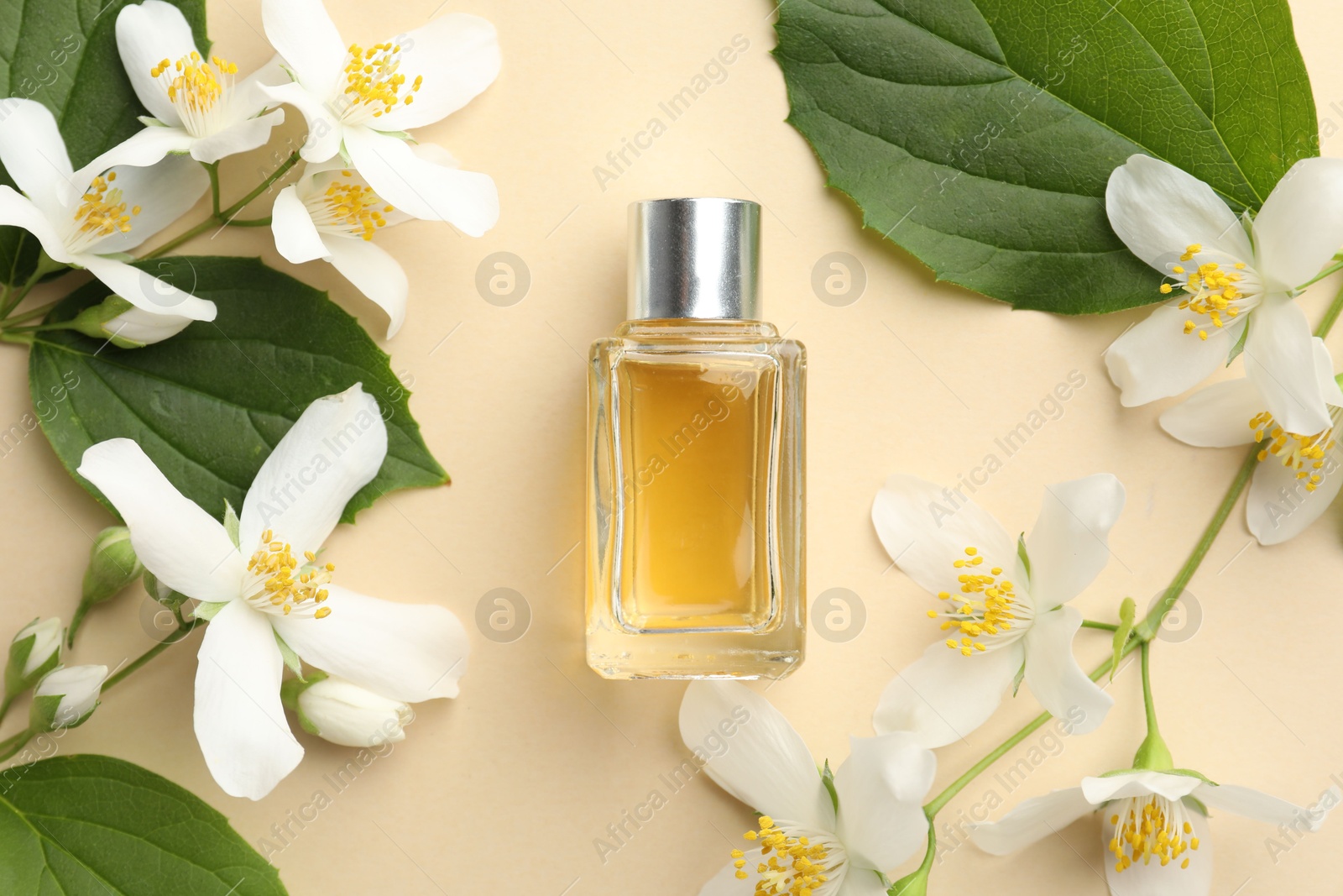 Bottle of perfume, beautiful jasmine flowers and green leaves on beige background, flat lay Photo of Bottle of perfume, beautiful jasmine flowers and green leaves on beige background, flat lay
