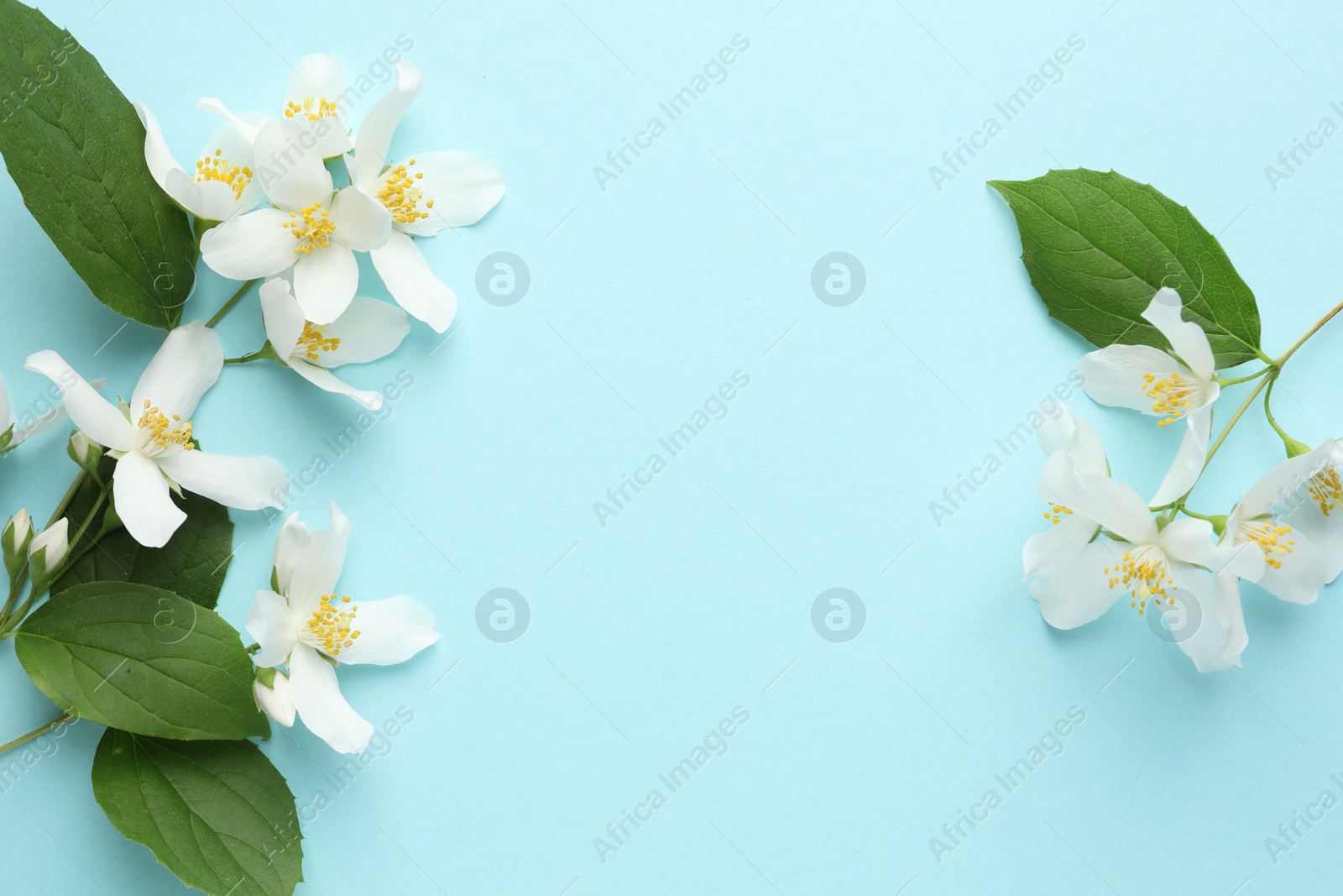 Beautiful jasmine flowers and green leaves on light blue background, flat lay. Space for text Photo of Beautiful jasmine flowers and green leaves on light blue background, flat lay. Space for text